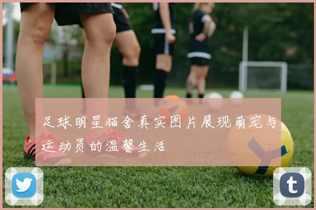 足球明星猫舍真实图片展现萌宠与运动员的温馨生活